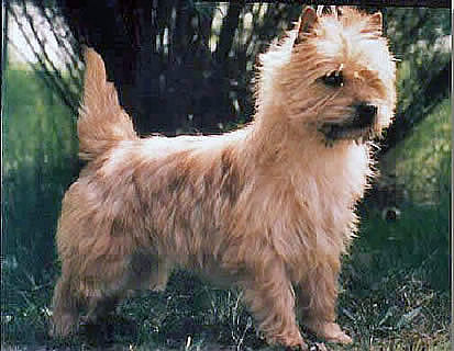 Terrier Gold-Brush