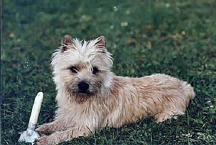 Cairn Terrier Image