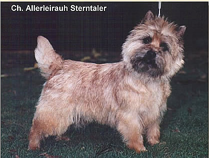 Champion Allerleirauh Sterntaler